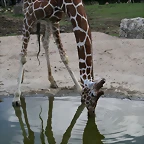 Beauval agost 2010 1231