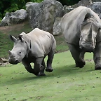 Beauval agost 2010 1372