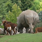 Beauval agost 2010 1382