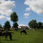 Beauval agost 2010 1466