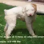 CACHORRO 8 MESES CANTABRIA