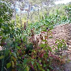 DSCN7502