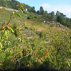 DSCN7490