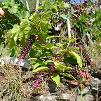 DSCN7516