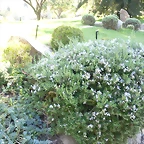 SAM_0467