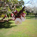 SAM_0461
