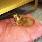 valeria