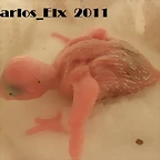 3 pollo 13-2-11