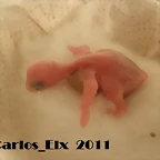 4 pollo 13-2-11