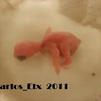 5 pollo 13-2-11