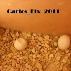 los dos huevos 13-2-11