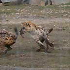 Zoo Lyon + Safari Peaugres febrer 2011 1419