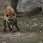 Zoo Lyon + Safari Peaugres febrer 2011 1392