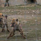 Zoo Lyon + Safari Peaugres febrer 2011 1418