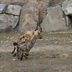 Zoo Lyon + Safari Peaugres febrer 2011 1421