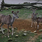 Zoos Wuppertal, Dortmund y Gelsenkirchen 01-10-09 568