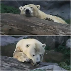 ssos_blancs