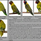 personata en linea verde