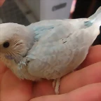 4  pollo  29-11-11
