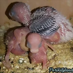 FB_IMG_1541181859511