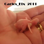 4 peri 10-2-11