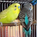 Pareja_10_2