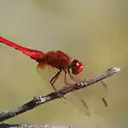 Crocothemis%20erythraea_2010_09_30_IMG_3284%20copie