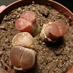 Lithops After