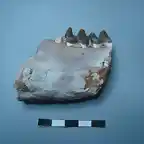 Hyracodon nebraskesis, fragmento de mandibula izquierda, oligoceno, Dakota del Sur