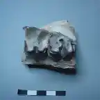 Hyracodon nebraskesis, fragmento de maxilar izquierdo, oligoceno, Dakota del Sur