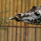 Zoo de Barcelona 02-06-11 124