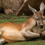 Zoo de Barcelona 02-06-11 311