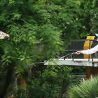 Zoo de Barcelona 02-06-11 095