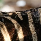 Zoo de Barcelona 02-06-11 323