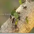 hormigas almacenando hojas