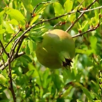 IMG_1078 (Copier)