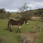 010, burro