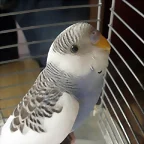 Caramelo