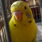 Piruleta