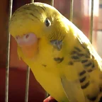 Piruleta3