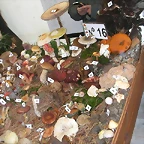 DSCN4494