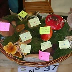 DSCN4517