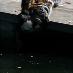 Zoo de Barcelona 19-03-11 619