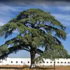 Cedrus_libani_Palacio