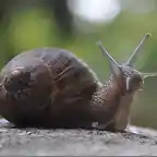 caracol