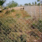 PIC04909