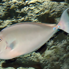 Naso unicornis 2 (15-10-20 Acuario de Sevilla)