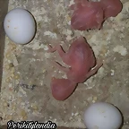 FB_IMG_1544138723878