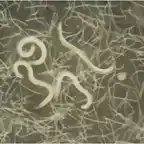 NematodesHeterorhabditis-bacteriophora