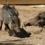 Zoo de Barcelona 03-04-11 472